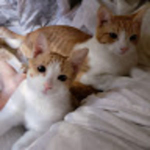 Meet your Posher, Thomas